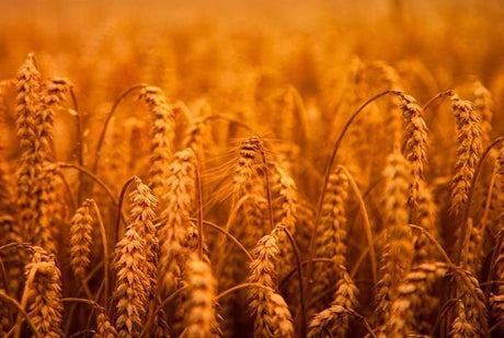 How Processing Affects Grains